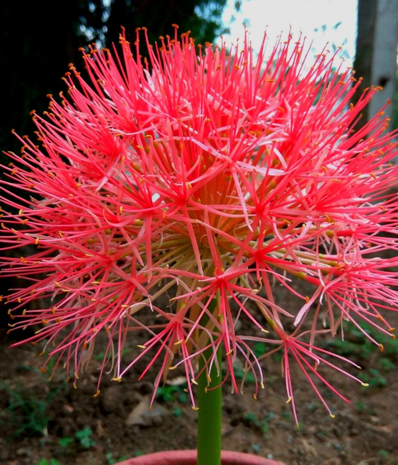 Plant, Flora, Flower, Flowering Plant