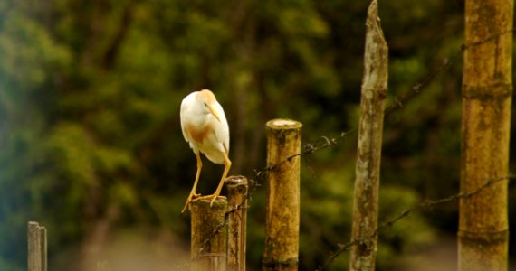 Bird, Fauna, Ecosystem, Beak