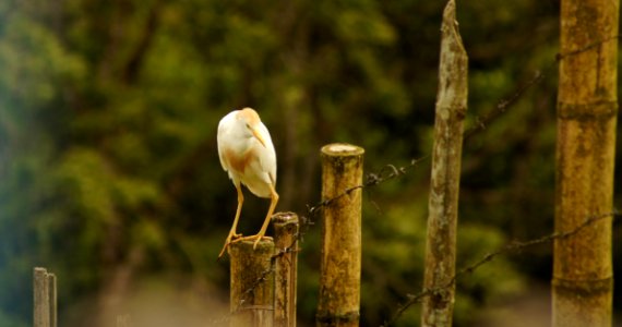 Bird, Fauna, Ecosystem, Beak photo