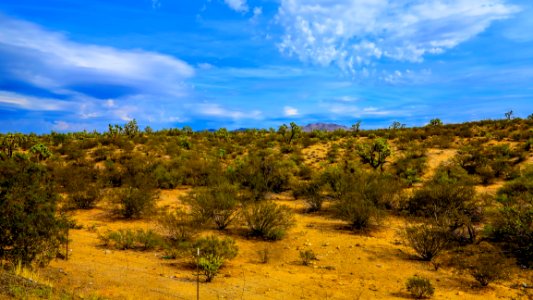 Sky, Vegetation, Ecosystem, Shrubland photo