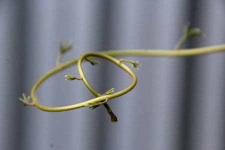 Flora, Twig, Plant Stem, Close Up photo