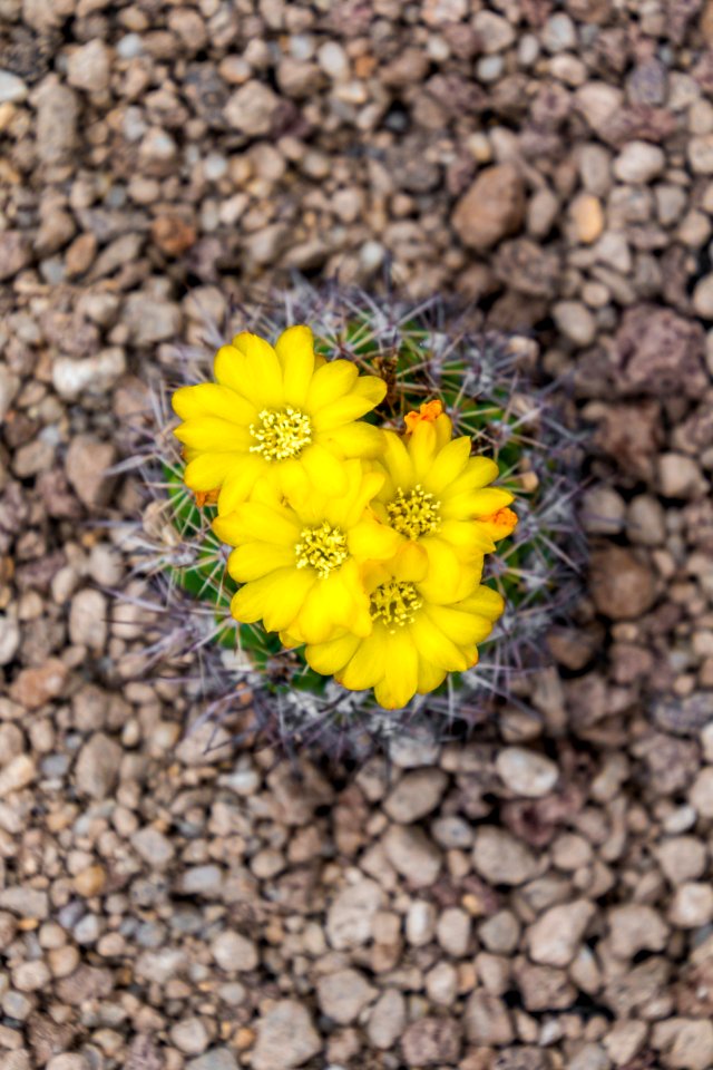 Flower, Flora, Yellow, Plant
