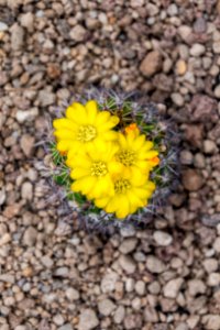 Flower, Flora, Yellow, Plant