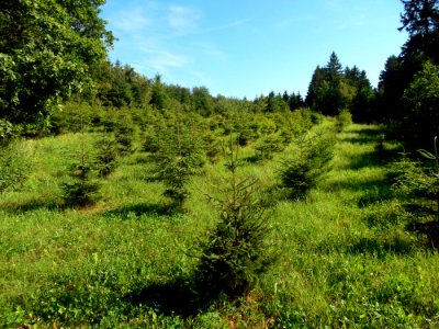 Vegetation, Grassland, Ecosystem, Nature Reserve