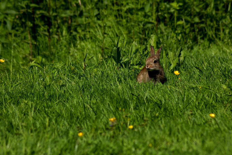 Grass, Plant, Lawn, Grass Family