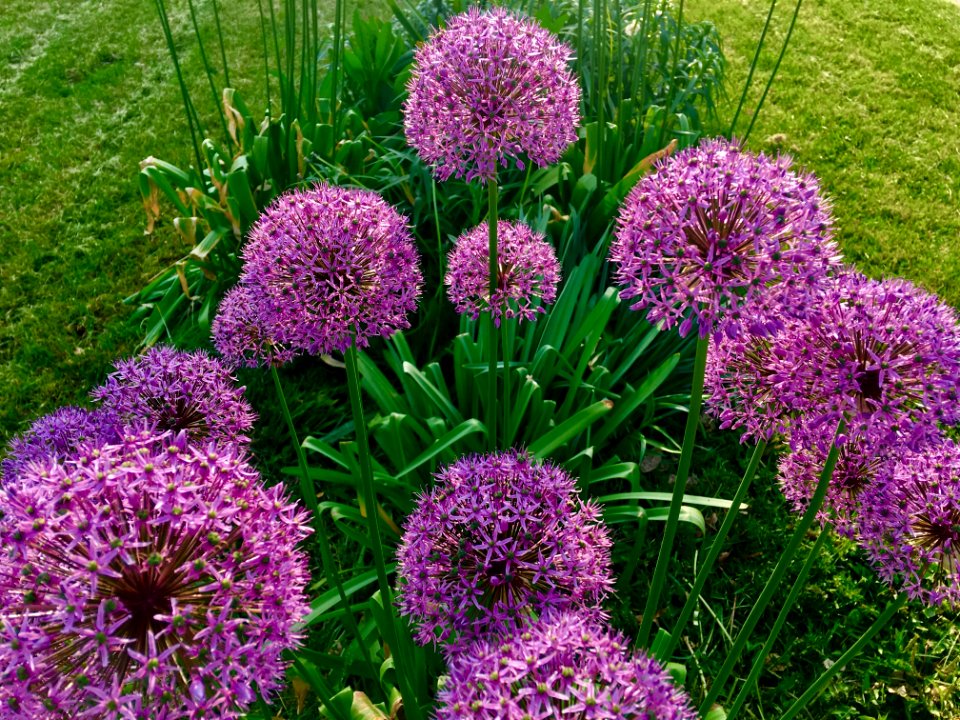 Plant, Purple, Flower, Flowering Plant
