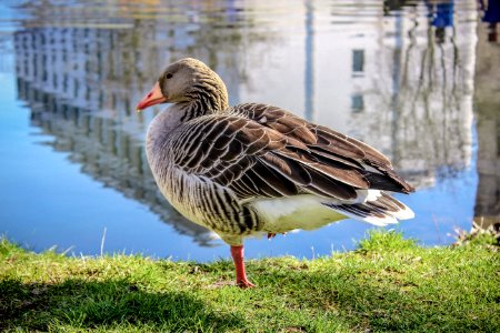 Bird, Water Bird, Fauna, Duck photo