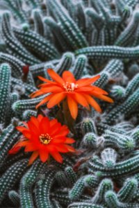 Plant, Flowering Plant, Flora, Flower