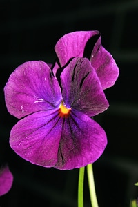Bloom purple violaceae photo