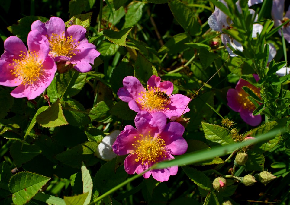 Flower, Plant, Flowering Plant, Rose Family