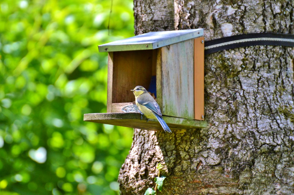 Bird, Bird Feeder, Bird Food, Fauna