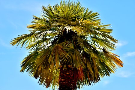 Sky, Borassus Flabellifer, Tree, Palm Tree
