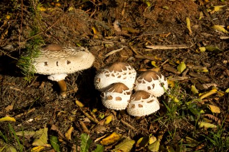 Fungus, Mushroom, Agaricaceae, Edible Mushroom photo