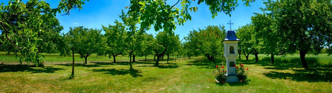 Tree, Agriculture, Grove, Field