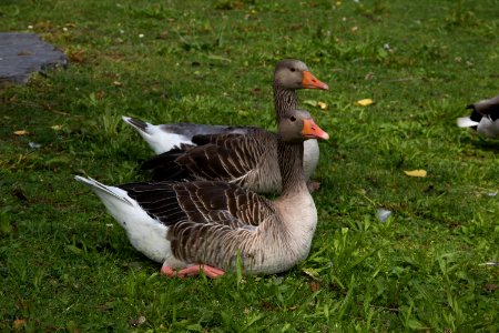 Bird, Water Bird, Ecosystem, Goose