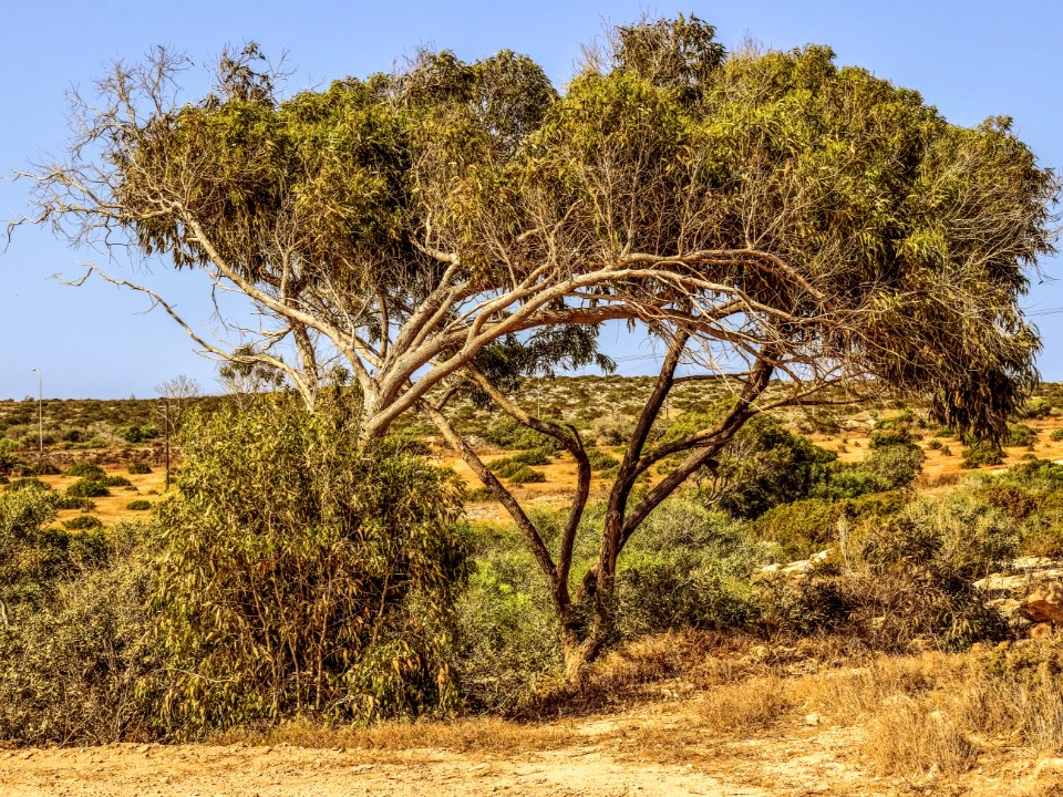 Ecosystem, Vegetation, Shrubland, Tree