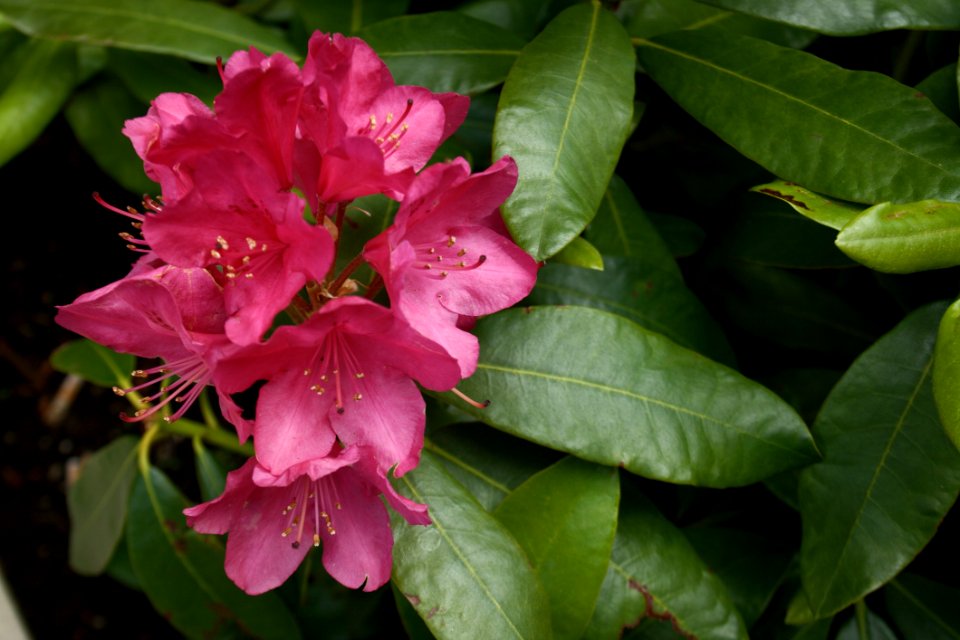 Plant, Flower, Flowering Plant, Flora