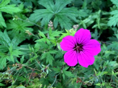Flower, Plant, Flowering Plant, Flora