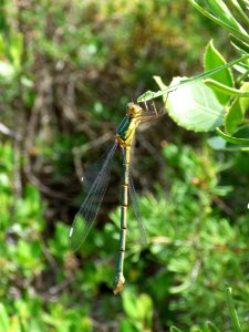 Damselfly, Dragonfly, Insect, Dragonflies And Damseflies