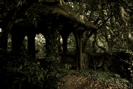 Nature, Tree, Forest, Woodland