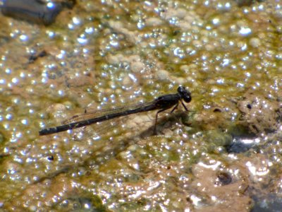 Fauna, Insect, Invertebrate, Organism