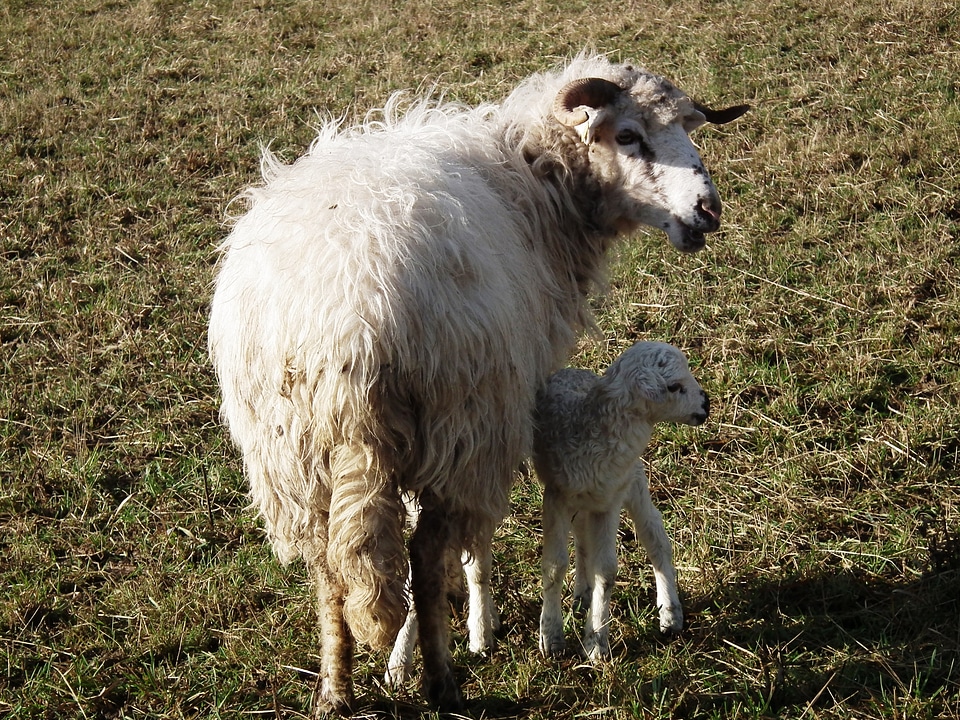 Pasture motherly love wool
