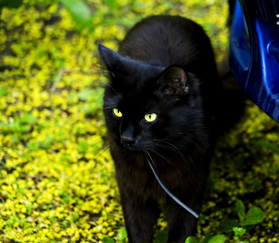 Cat, Black Cat, Whiskers, Mammal photo