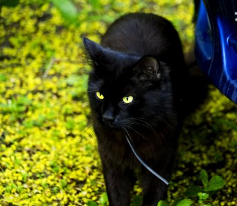 Cat, Black Cat, Whiskers, Mammal