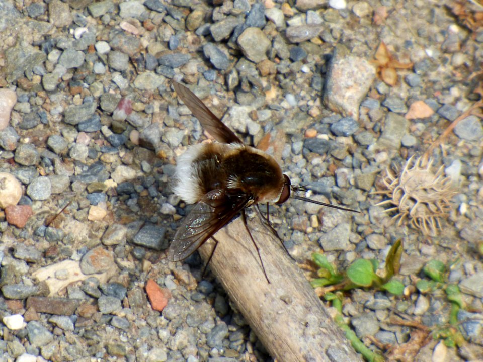 Insect, Invertebrate, Fauna, Membrane Winged Insect