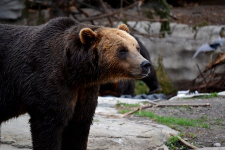 Brown Bear, Grizzly Bear, Bear, Terrestrial Animal photo
