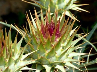 Plant, Cynara, Vegetation, Thorns Spines And Prickles