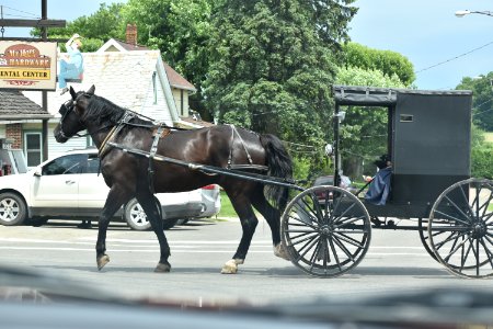 Horse And Buggy, Carriage, Horse Harness, Mode Of Transport photo