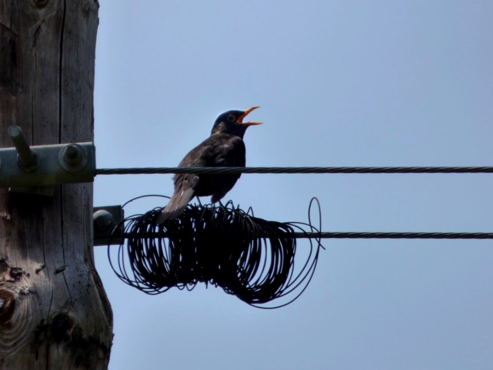 Bird, Fauna, Beak, Sky