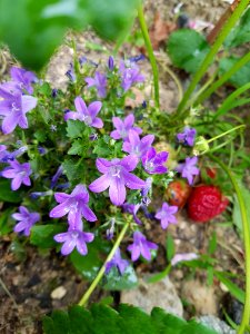 Plant, Flora, Flower, Flowering Plant