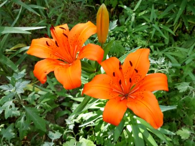 Flower, Lily, Plant, Orange Lily photo