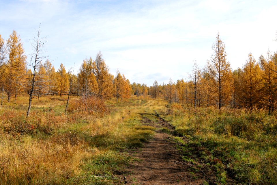 Ecosystem, Path, Wilderness, Nature Reserve