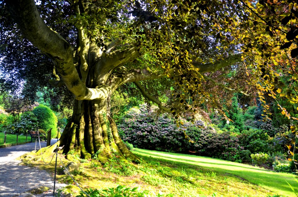 Tree, Nature, Woody Plant, Vegetation