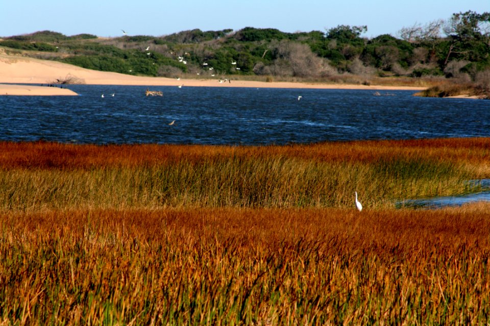 Ecosystem, Nature Reserve, Wetland, Marsh