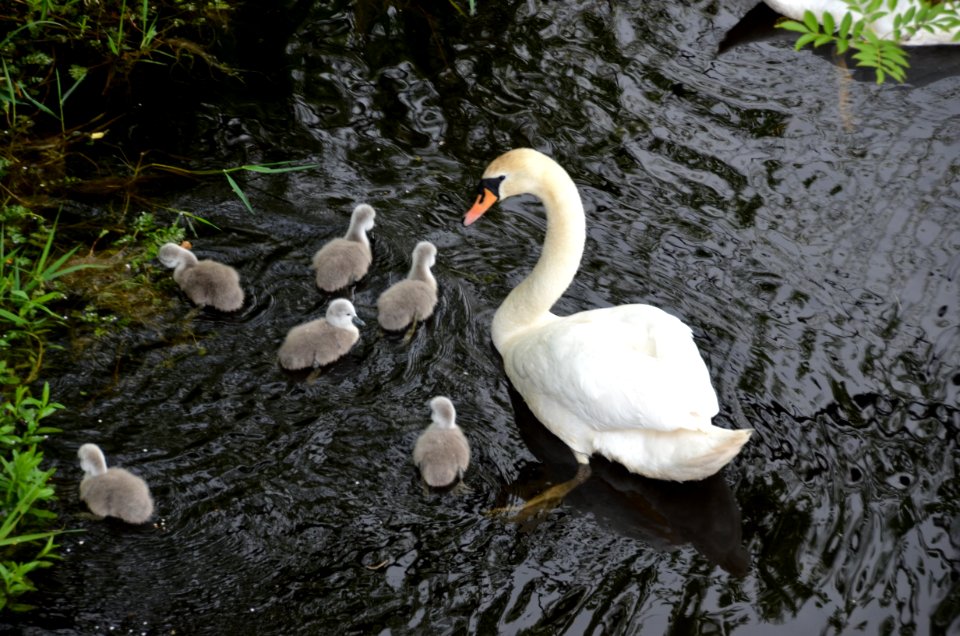 Bird, Water Bird, Swan, Ducks Geese And Swans