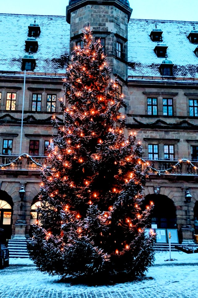 Christmas Tree, Tree, Winter, Woody Plant