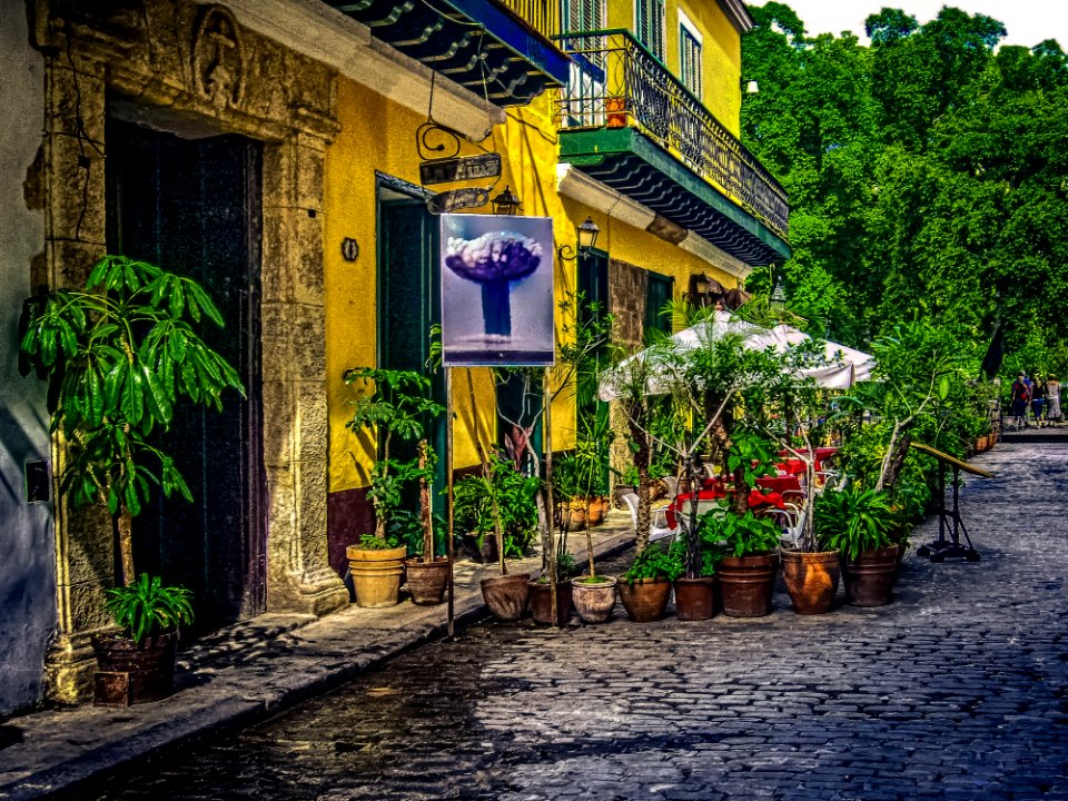 Town, Plant, Tree, Leaf