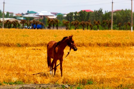 Grassland, Field, Ecosystem, Horse photo