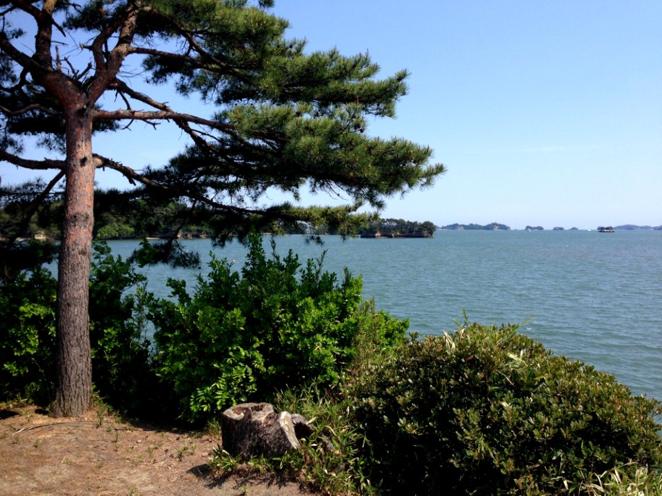 Tree, Vegetation, Nature Reserve, Coast