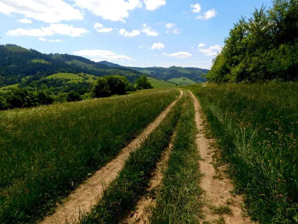 Road, Path, Grassland, Vegetation