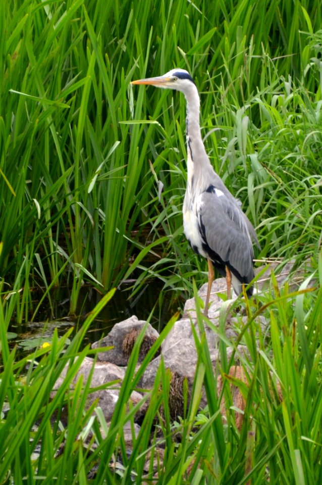 Bird, Ecosystem, Nature Reserve, Fauna
