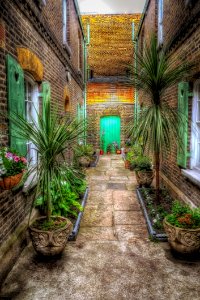 Property, Arecales, Plant, Palm Tree