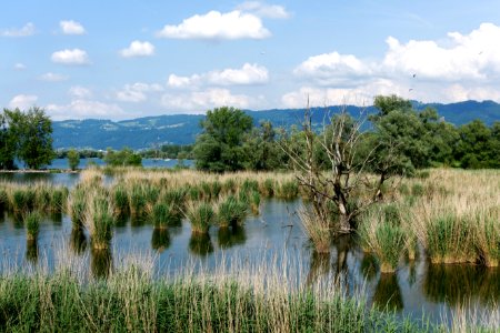 Wetland, Nature Reserve, Ecosystem, Marsh photo