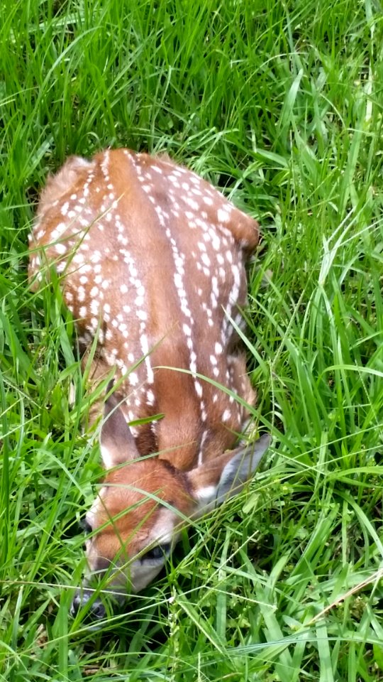 Grass, Terrestrial Animal, Fauna, Grass Family