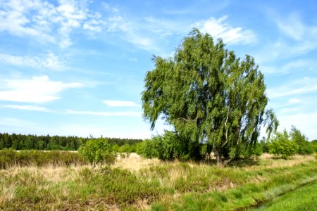 Tree, Ecosystem, Sky, Vegetation