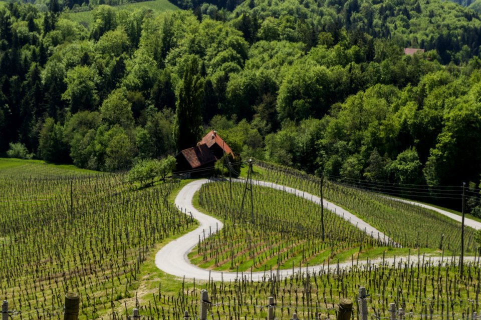 Agriculture, Field, Path, Hill Station